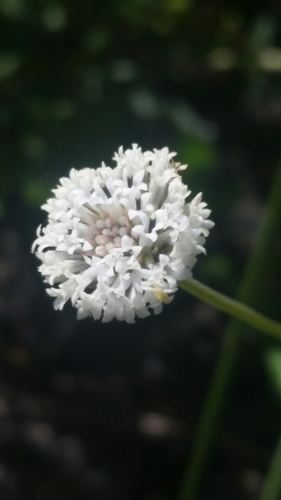 Image of Melanthera angustifolia by (c) Jay Horn, some rights reserved (CC BY)