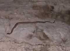 Crotalus oreganus concolor