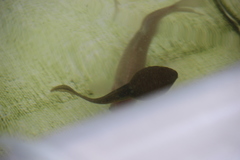 Lithobates catesbeianus