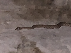 Crotalus oreganus concolor