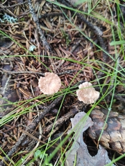 Paragymnopus perforans