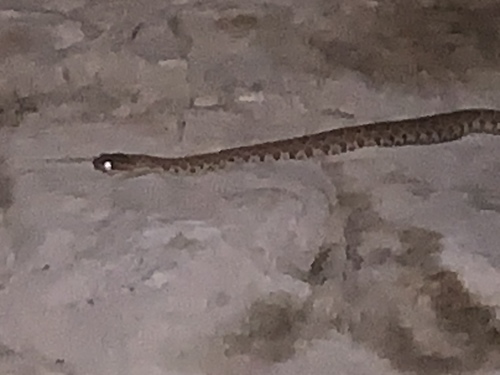 Midget Faded Rattlesnake photographed in Wyoming