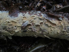 Botryobasidium conspersum