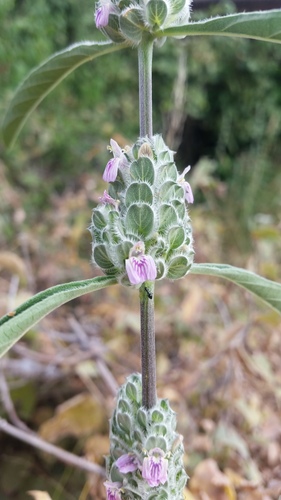 Meiosperma bracteatum image