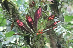 Columnea dimidiata