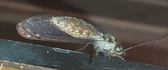 Ululodes quadripunctatus