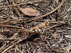 Dissosteira spurcata