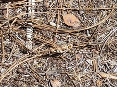 Dissosteira spurcata