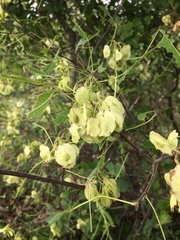 Ptelea trifoliata mollis
