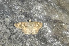 Caprona ransonnettii