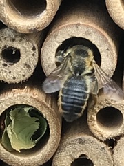 Megachile