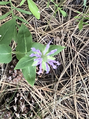 iNaturalist observation 2020-07-30