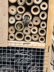 Megachile