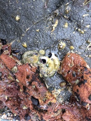 Vermetoidea