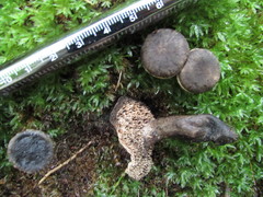 Sarcodon atroviridis