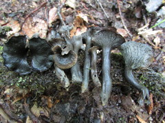 Craterellus cinereus