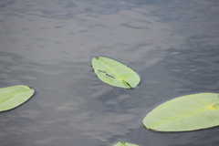 Paracercion calamorum