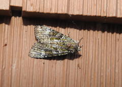 Anaplectoides prasina