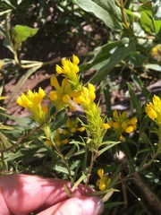 Orthocarpus luteus