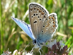 Polyommatus escheri