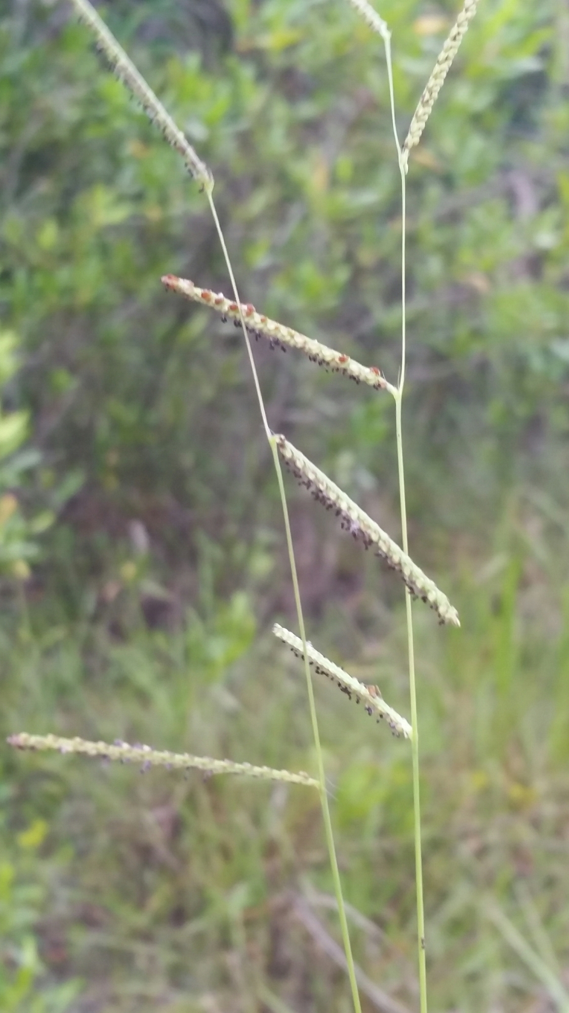Paspalum blodgettii