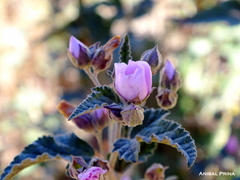 Sphaeralcea mendocina