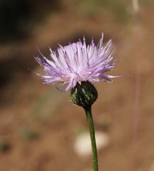 Klasea radiata
