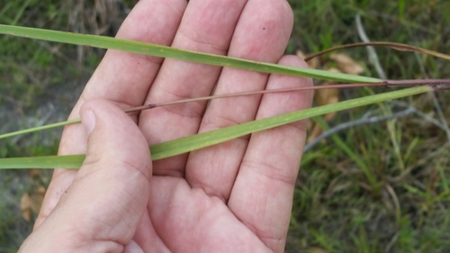 Image of Paspalum blodgettii by (c) Jay Horn, some rights reserved (CC BY)
