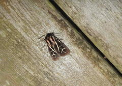 Apantesis williamsii