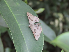 Hypochrosis baenzigeri