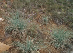 Allium flavum tauricum