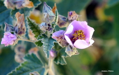 Sphaeralcea mendocina