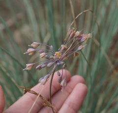 Allium flavum tauricum