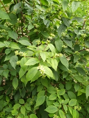 Philadelphus coronarius