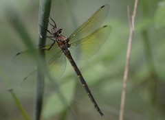 Somatochlora linearis