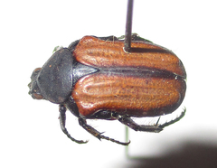 Elaphinis latecostata