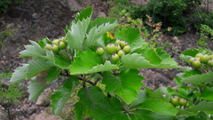 Karpatiosorbus semi-incisa