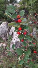 Cotoneaster integerrimus
