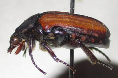 Elaphinis latecostata