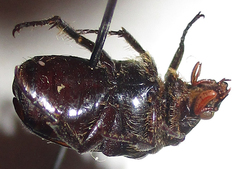 Elaphinis latecostata