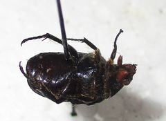 Elaphinis latecostata