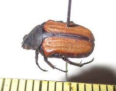 Elaphinis latecostata