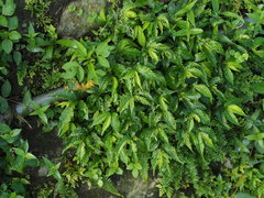 Elatostema cyrtandrifolium