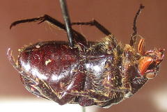 Elaphinis latecostata