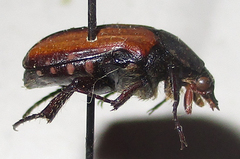 Elaphinis latecostata