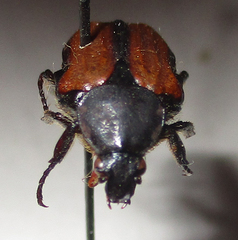 Elaphinis latecostata