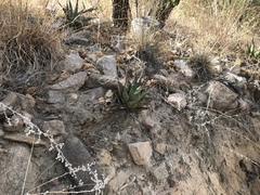 Agave shrevei
