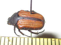 Elaphinis latecostata