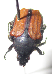 Elaphinis latecostata