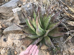 Agave shrevei